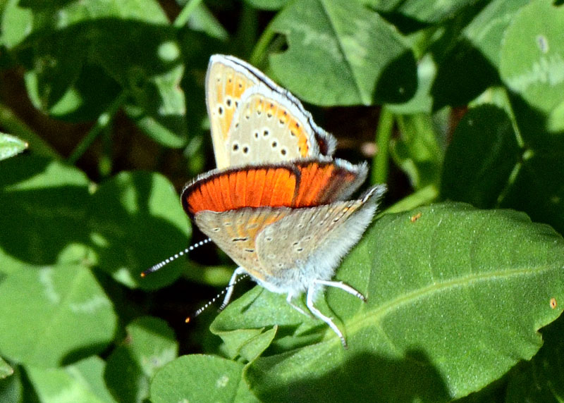 Lycaena italica in accoppiamento